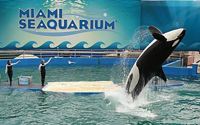 Miami Seaquarium